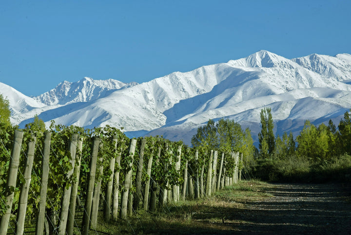 Wine Dinner: Catena Zapata - The High Altitude Story