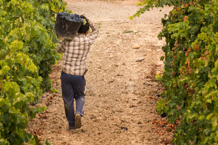 Wine Dinner: Catena Zapata - The High Altitude Story