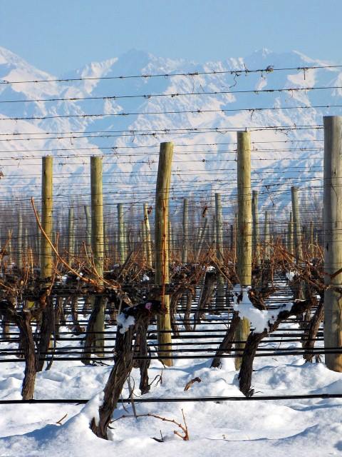 Wine Dinner: Catena Zapata - The High Altitude Story