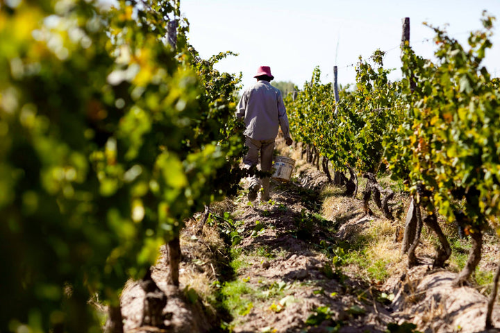 Wine Dinner: Catena Zapata - The High Altitude Story