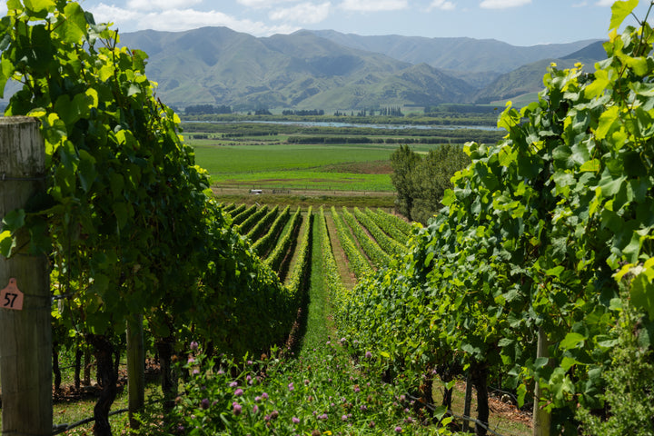 Past Experience: A Deep Dive into Otago at The Wine Room