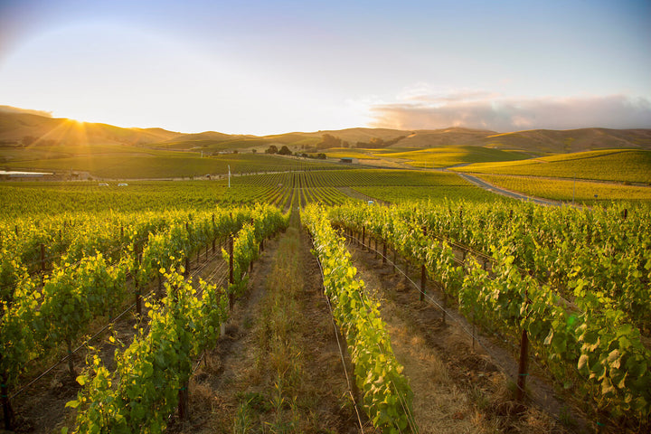 Grgich Hills Tasting Experience
