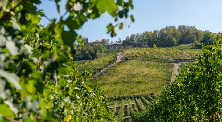 Wine Dinner: A Barolo Masterclass with Matangi Farms Beef